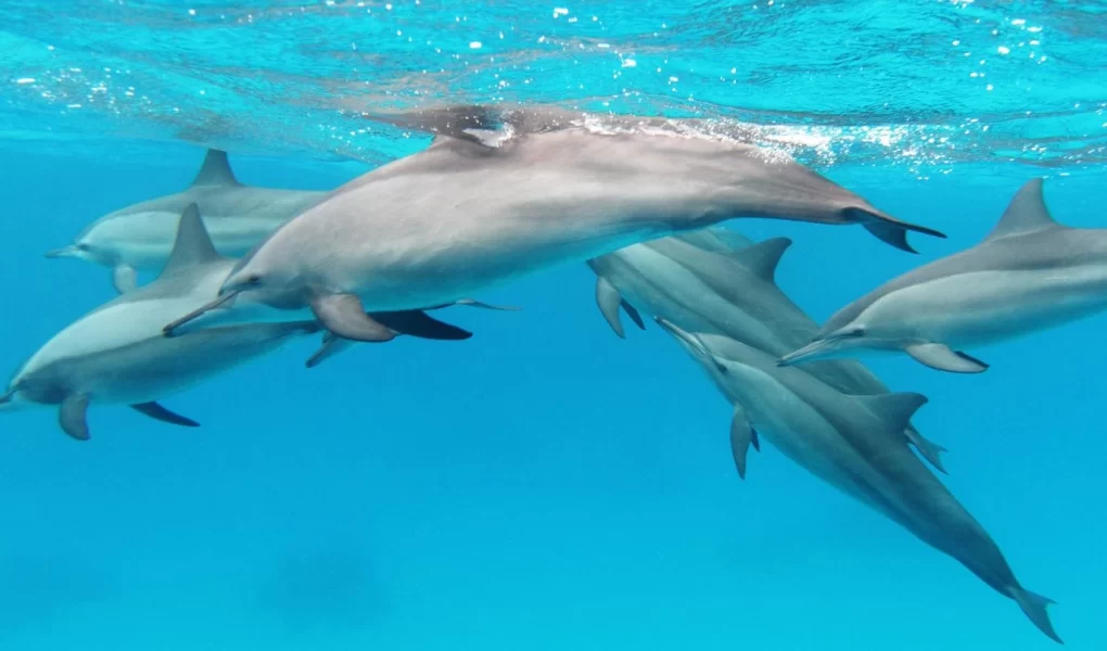 Hürmüz Boğazı'nda mayın temizliği için yunus timleri