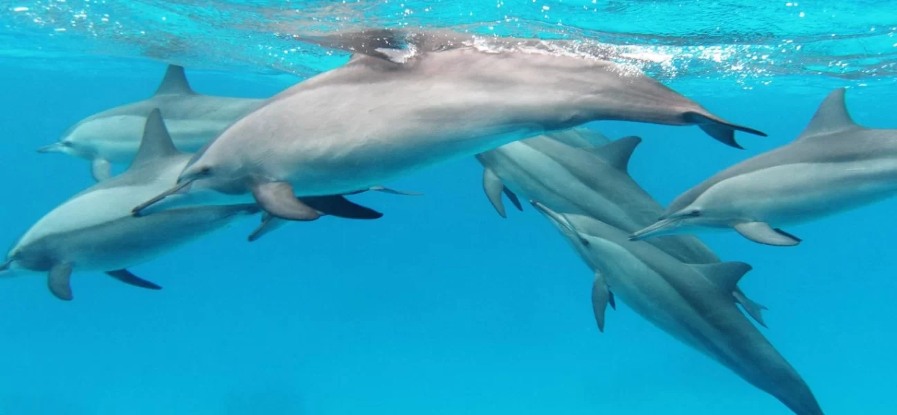 Hürmüz Boğazı'nda mayın temizliği için yunus timleri