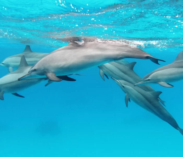 Hürmüz Boğazı'nda mayın temizliği için yunus timleri