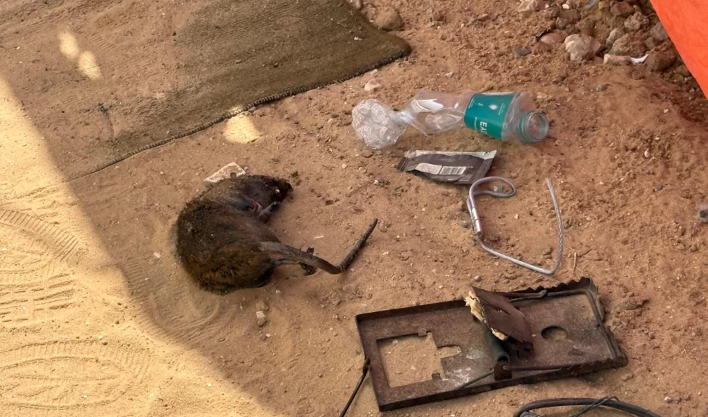 Kemirgenler Gazze sokaklarında uykuları kaçırıyor