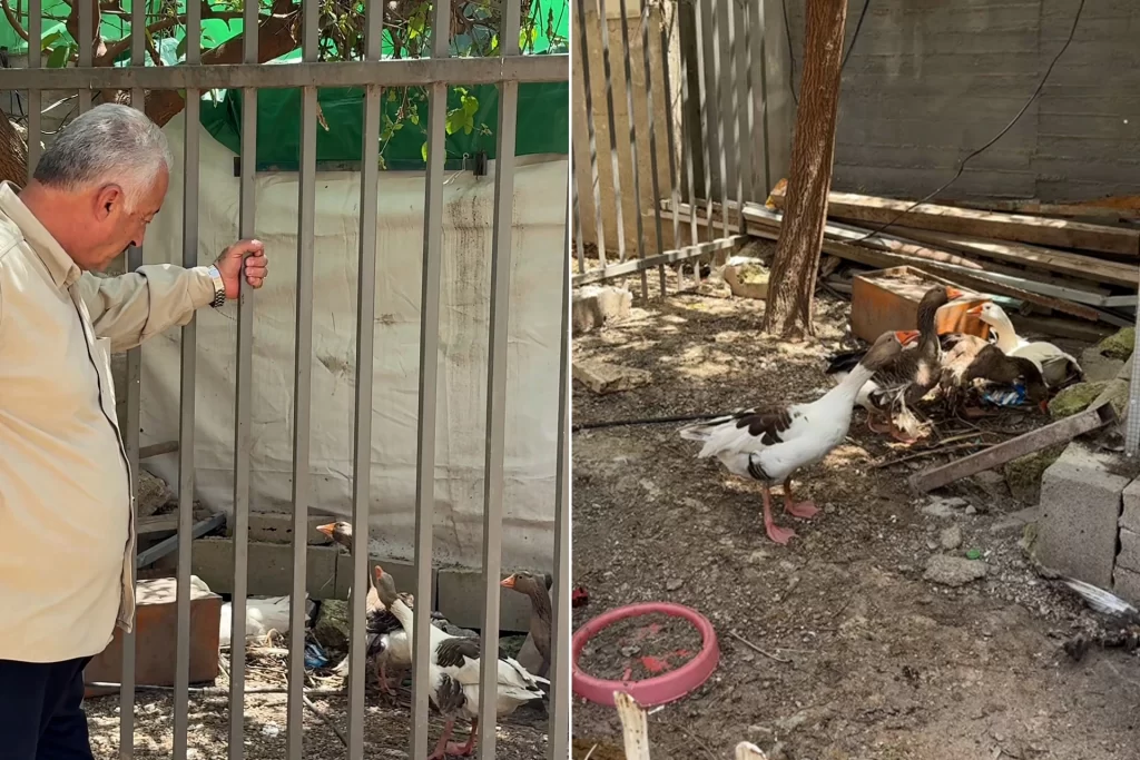 Kudüs'te şaşırtan karar: İsrail bu kez de kazlara 