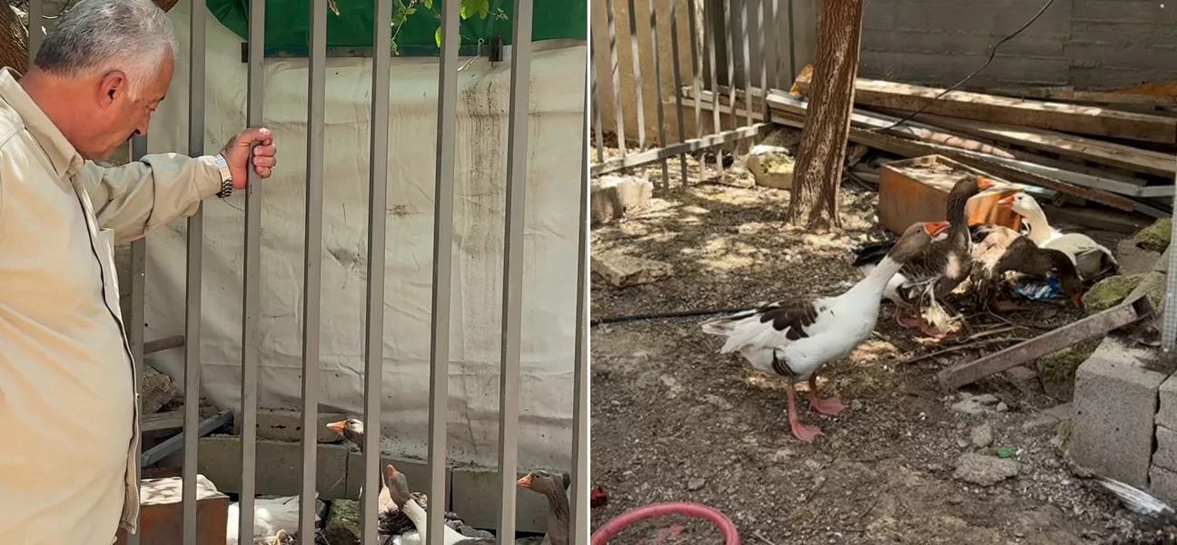 Kudüs'te şaşırtan karar: İsrail bu kez de kazlara "sürgün" tebligatı çıkardı