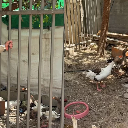 Kudüs'te şaşırtan karar: İsrail bu kez de kazlara "sürgün" tebligatı çıkardı