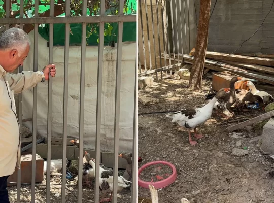 Kudüs'te şaşırtan karar: İsrail bu kez de kazlara "sürgün" tebligatı çıkardı