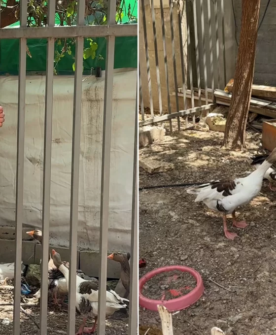 Kudüs'te şaşırtan karar: İsrail bu kez de kazlara "sürgün" tebligatı çıkardı