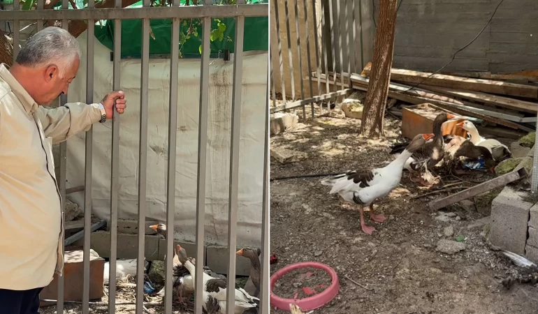 Kudüs'te şaşırtan karar: İsrail bu kez de kazlara "sürgün" tebligatı çıkardı