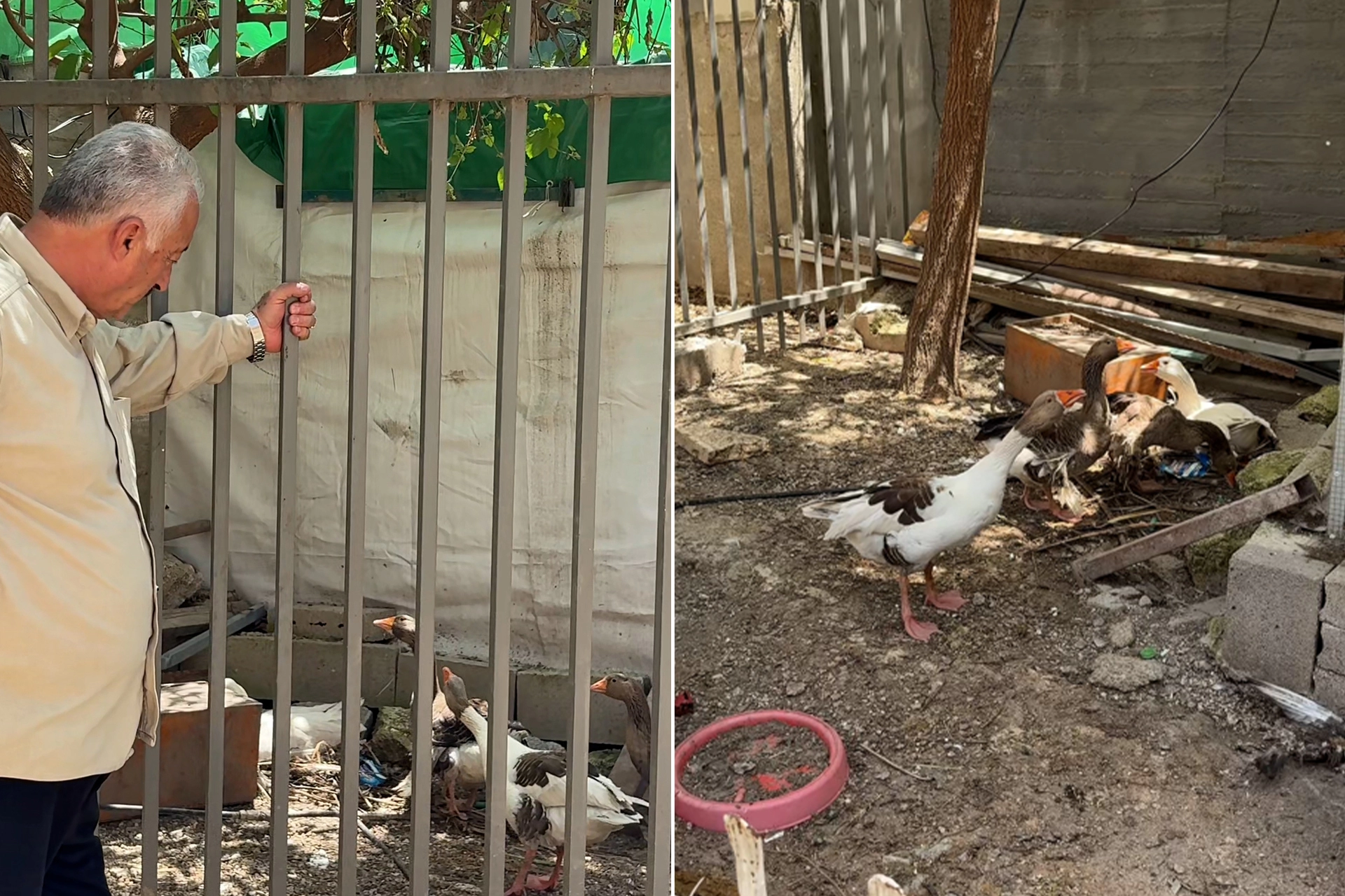 Kudüs'te şaşırtan karar: İsrail bu kez de kazlara "sürgün" tebligatı çıkardı