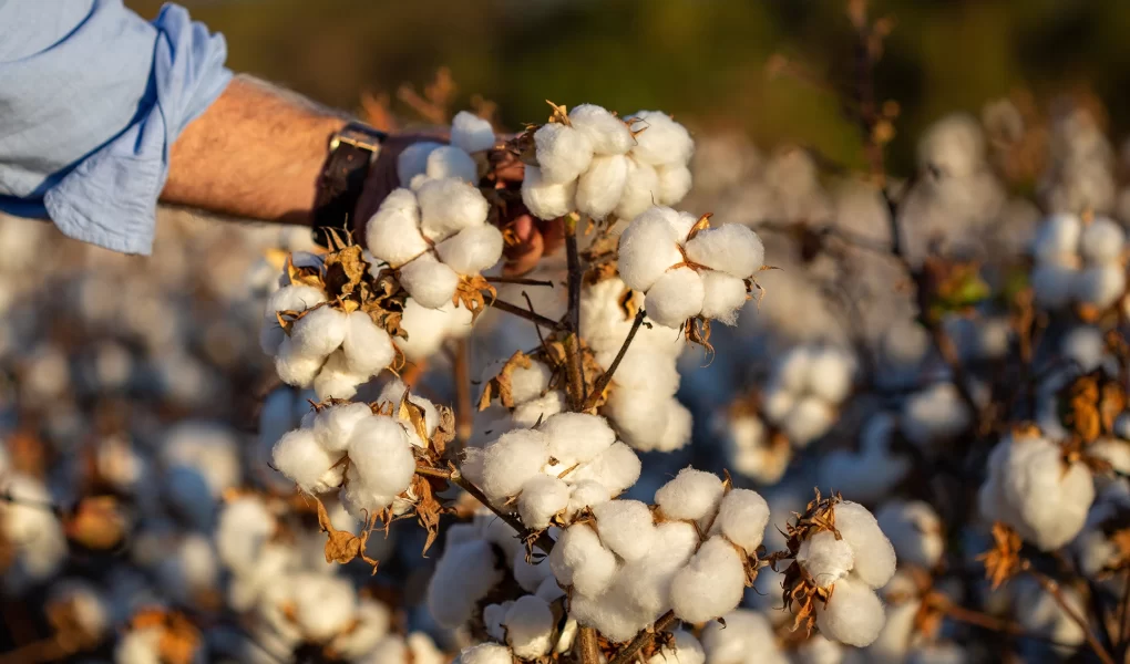 Küresel pamuk piyasasında savaş etkisi: Fiyatlar yükseliyor