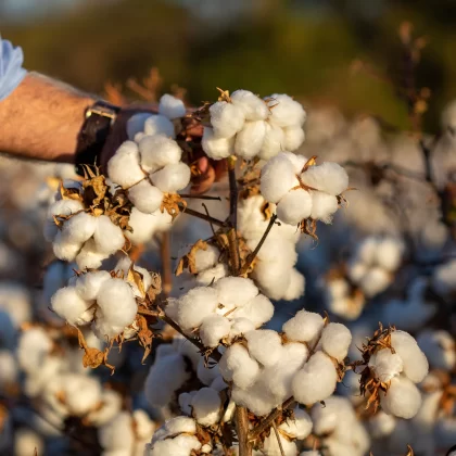Küresel pamuk piyasasında savaş etkisi: Fiyatlar yükseliyor