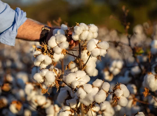 Küresel pamuk piyasasında savaş etkisi: Fiyatlar yükseliyor