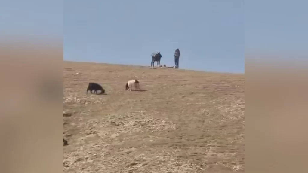 Kudüs'te yerleşimcilerden çobanlara saldırı