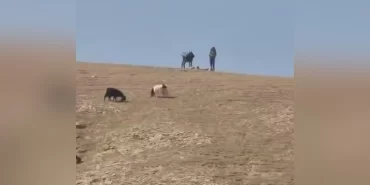 Kudüs'te yerleşimcilerden çobanlara saldırı