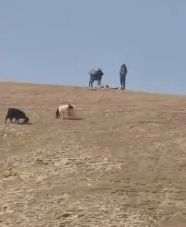 Kudüs'te yerleşimcilerden çobanlara saldırı