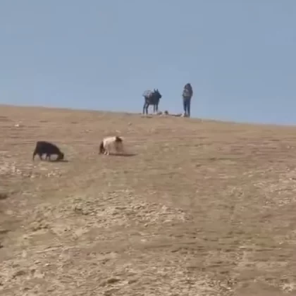 Kudüs'te yerleşimcilerden çobanlara saldırı