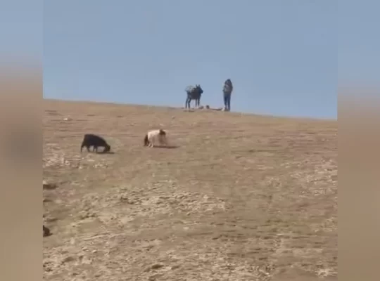 Kudüs'te yerleşimcilerden çobanlara saldırı