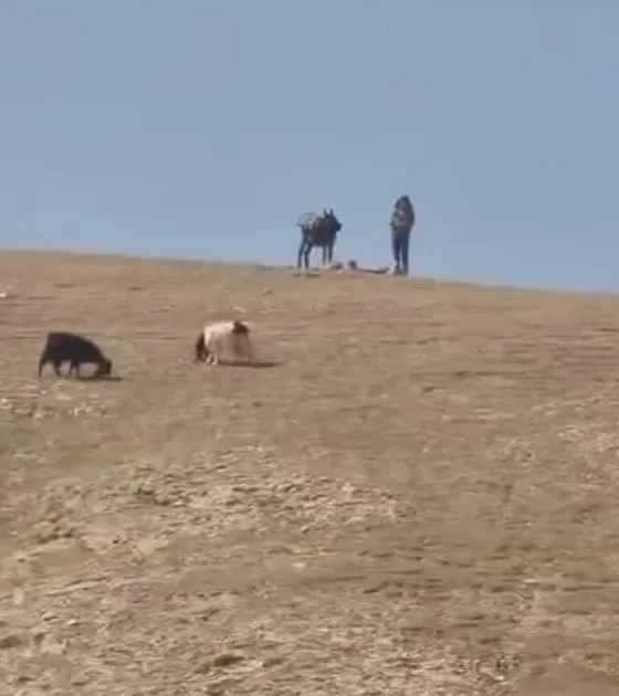 Kudüs'te yerleşimcilerden çobanlara saldırı