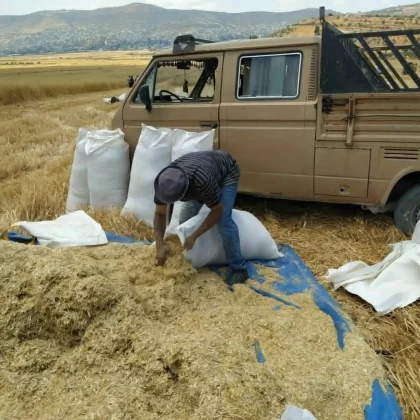 Batı Şeria'da buğday hasadı yerleşimci gölgesinde savaşa döndü