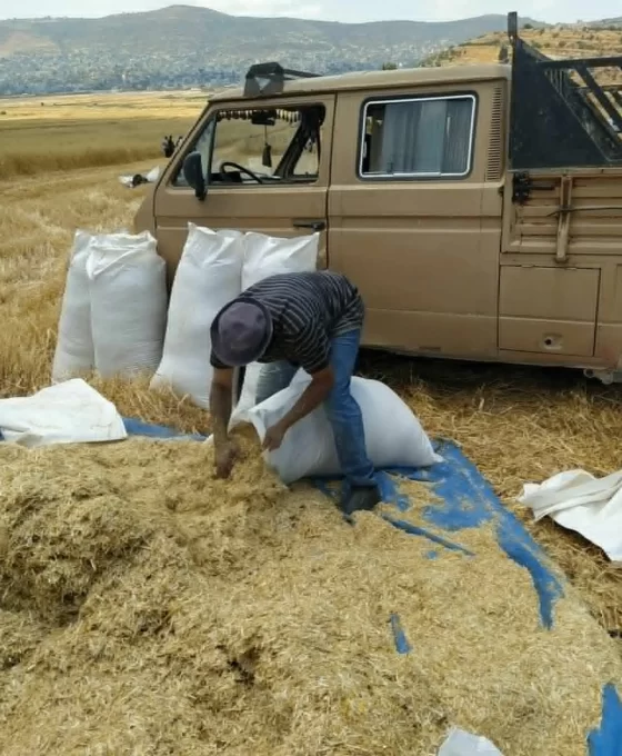 Batı Şeria'da buğday hasadı yerleşimci gölgesinde savaşa döndü