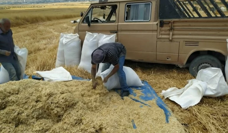 Batı Şeria'da buğday hasadı yerleşimci gölgesinde savaşa döndü