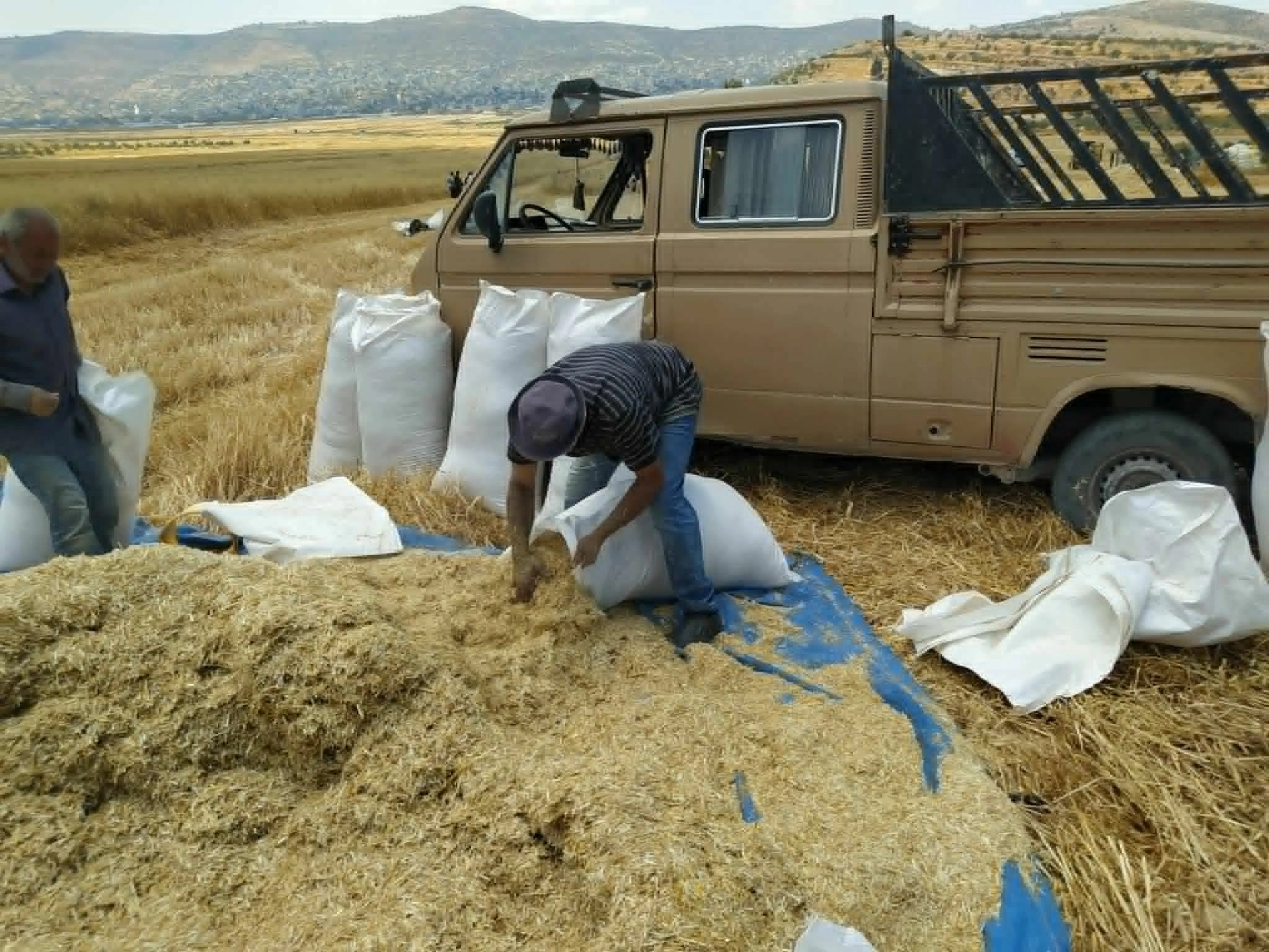 Batı Şeria'da buğday hasadı yerleşimci gölgesinde savaşa döndü
