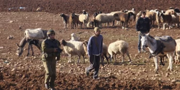 Beyt İksa’da sömürgeci saldırısı: Onlarca koyun çalındı