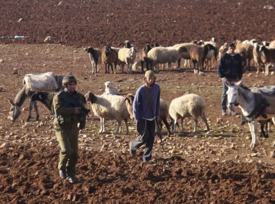 Beyt İksa’da sömürgeci saldırısı: Onlarca koyun çalındı
