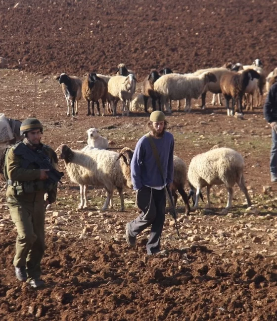 Beyt İksa’da sömürgeci saldırısı: Onlarca koyun çalındı