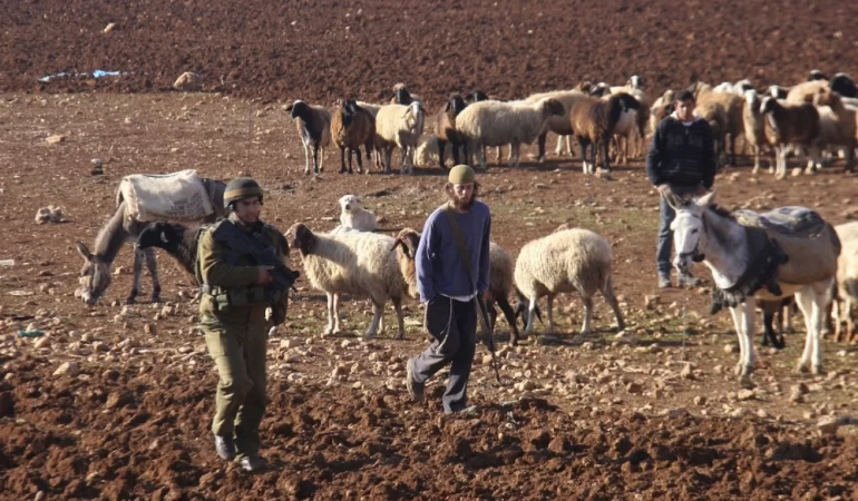 Beyt İksa’da sömürgeci saldırısı: Onlarca koyun çalındı