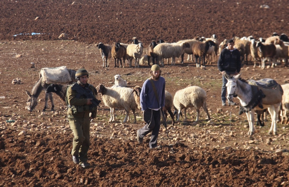Beyt İksa’da sömürgeci saldırısı: Onlarca koyun çalındı