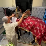 Tunus'ta asırlık atçılık geleneği ekonomik krizin kurbanı mı?