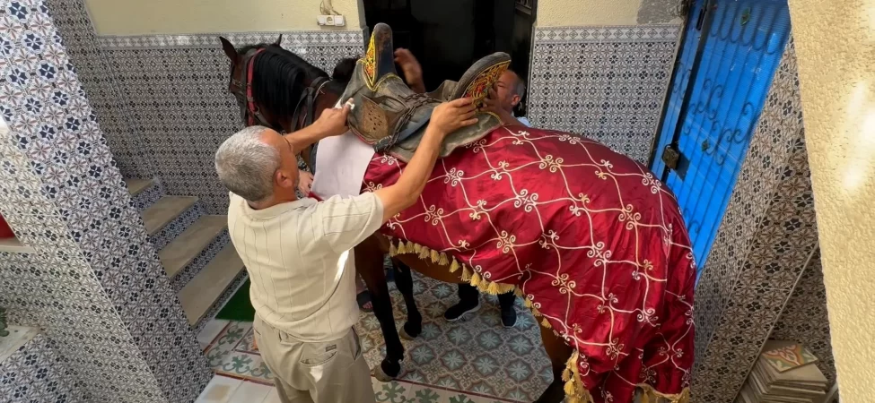 Tunus'ta asırlık atçılık geleneği ekonomik krizin kurbanı mı?