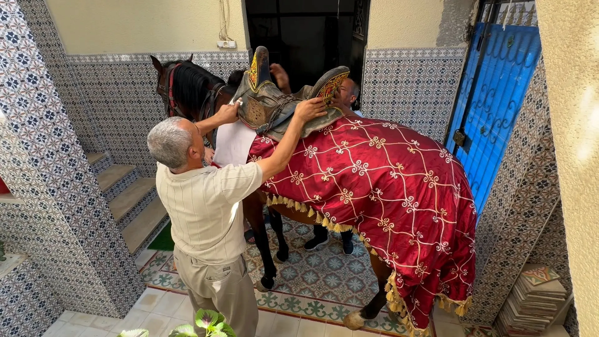 Tunus'ta asırlık atçılık geleneği ekonomik krizin kurbanı mı?
