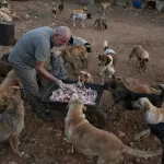 Lübnan'da sokak köpeği alarmı: Baalbek'te onlarca yaralı