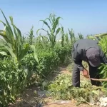 Sıfırdan başlayan mücadele: Gazze'li çiftçiler topraklarını yeniden canlandırıyor