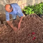 Tartus kırsalında safran üretimi: 'Kırmızı altın' pazar arıyor