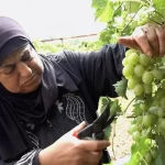 Toprağını terk etmeyen Filistinli kadının bağ nöbeti